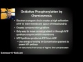 Mitochondrial Function and Processes