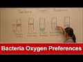 Bacterial Oxygen Requirements and Enzymatic Functions
