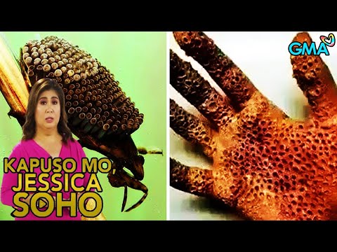 Kapuso Mo, Jessica Soho: KINULAM GAMIT ANG INSEKTO! | kmjs | kmjs latest episode