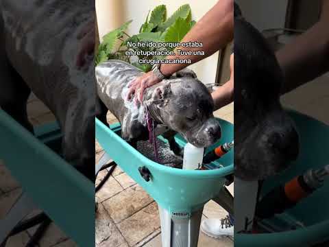 Poniéndome pipirisnais para ir al parque! #dog #doglover #dogbath #americanbully