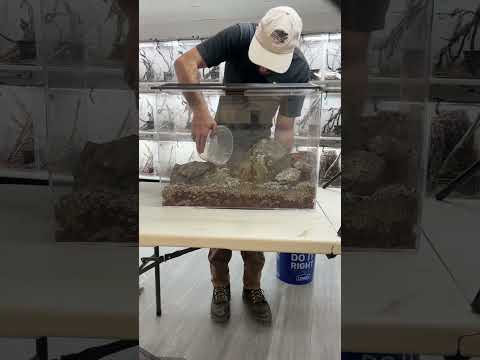 California hillside terrarium build! #HerpTime #terrarium #vivarium #asmr #satisfying #shorts