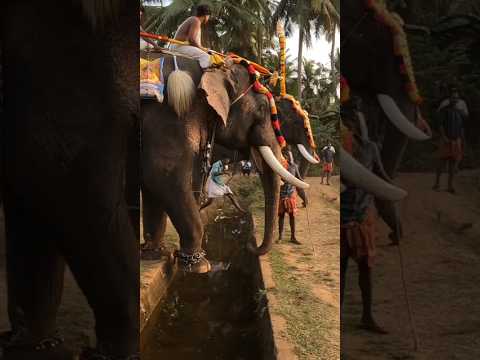 ഇതല്ല ഇതിനപ്പുറവും ചാടി ക്കടന്നവനാണീ #shorts #trending #ytshorts #elephant