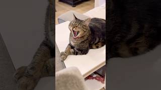 So scary! #talkingcat