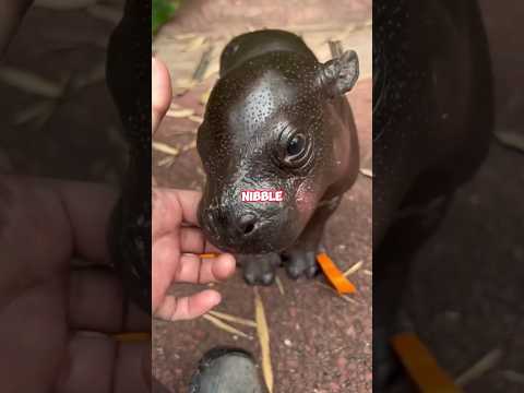 Mischievous baby hippos. #animals #hippo #baby #cute #funny #interesting #shortvideo #shorts #fyp