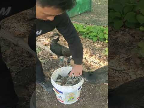 Fish fishing | Catching Fish | Hunting Fish From Hole Using Hook #04086 #fishing #birds #birdfishing