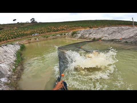 FIZEMOS O CERCO PARA PEGAR O GIGANTE MAS ELE PEGOU FOI NOS!