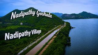 Nadipathy Goshala | The Most Beautiful Goshala You'll Ever See | 4K Drone Tour