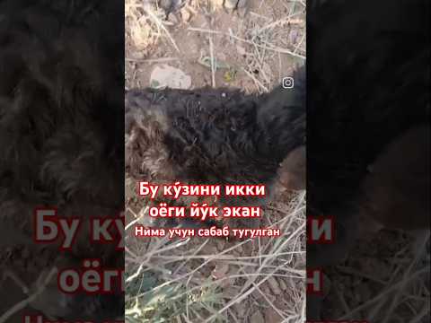 икка оёкги йу́к экан#simental #лошади #qorabayor #buqaboqish #horse #sigirboqish #andijonbozor