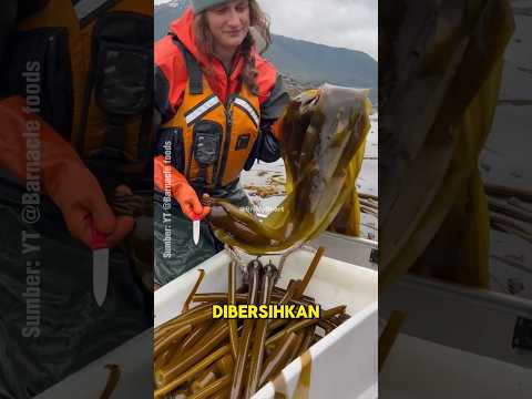 Kelp Raksasa, Rumput Laut Mirip Pipa yang Bisa Dimakan! #seafood #foodfacts #shortsviral #fyp