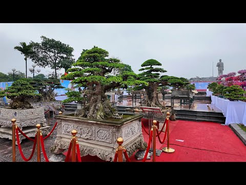 Ficus bonsai exhibition in Vietnam