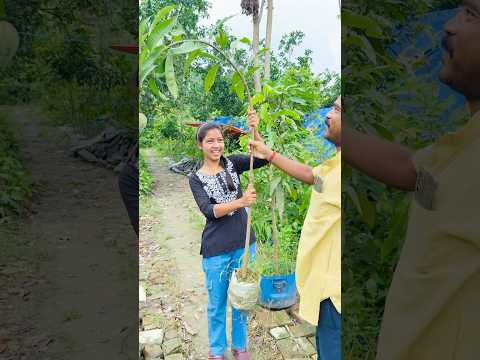 এটা কি আমগাছ কিনে আনলাম🤔 #viralvideo #minivlog #village #farming #bengali #shortvideo #video #tree