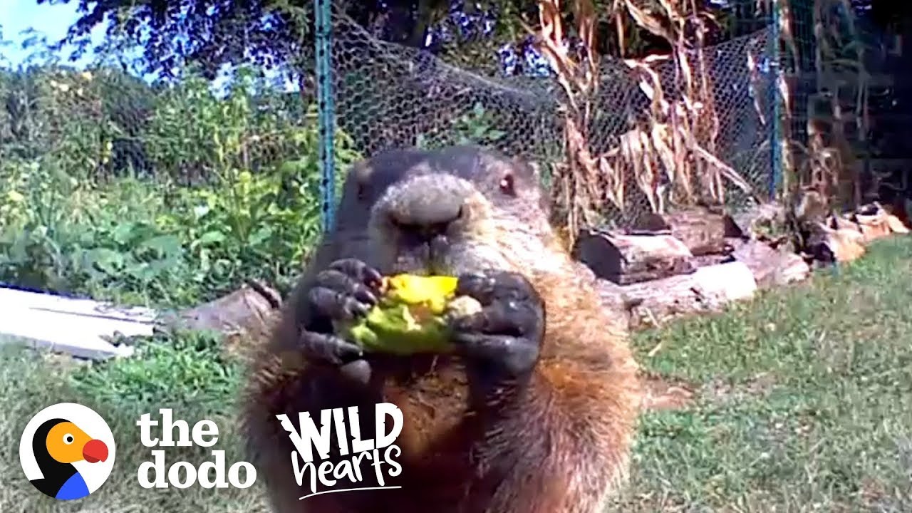 Guy Catches Adorable Groundhog Eating His Veggie Garden Wild Hearts