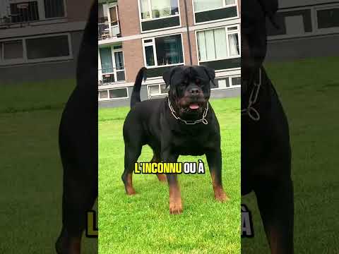 Les 3 races de chiens qui n’ont peur de rien #chien