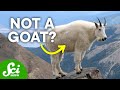 Animal Names and Unique Features