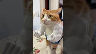 GATO MUSCULOSO