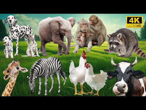 Sounds of the Wild: Dog, Elephant, Monkey, Raccoon, Giraffe, Chicken, Cow - Animal Sounds