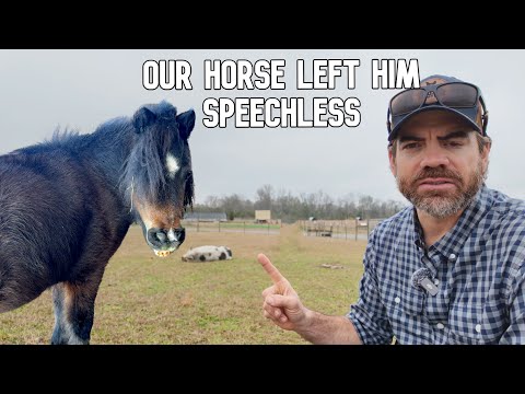 Lifelong Horse Expert Could Not Believe This About Our Mini Horse Pocket!