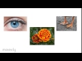 Inherited Traits vs. Learned Behaviors: Key Concepts