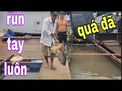 Câu Tôm Cùng Cô 3 Xinh Đẹp Và Thu Phục Con Cá Tra Khổng Lồ Đầy Kịch Tính # SĂN BẮT ĐỒNG THÁP #