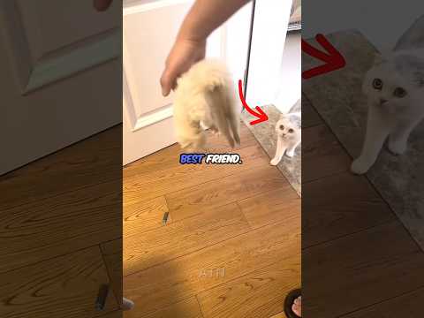 This Cat Thought He Lost His Best Friend đ˘đž#shorts