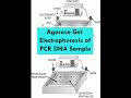 Agarose Gel Electrophoresis Concepts