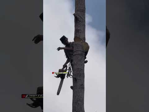 Amazing skill man climbing and cutting tree #shorts