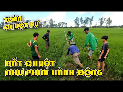 Săn bắt chuột phá hoại mùa màng gây cấn như phim hành động P.1/NGÃ NĂM TV