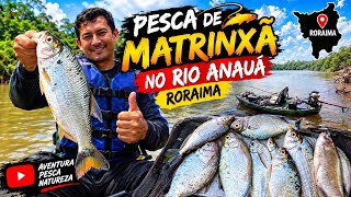 Pesca de matrinxã na batida no rio anauá 