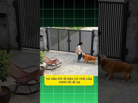 Chú chó thông minh quá