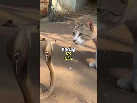 Siapa yang menang kucing vs ular