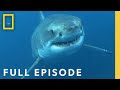 Great White Shark Behavior and Characteristics