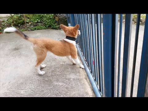 My Smart Dog Acts Funny While Being Fed