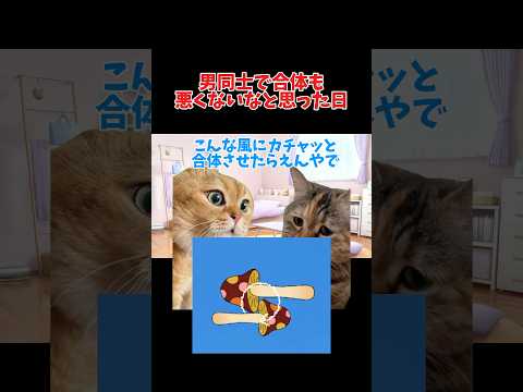 【猫ミーム】私は猫になりたい。。。ww #shorts #猫ミーム #実話