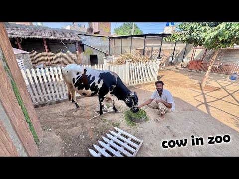 New Cow Zoo Main A Gyi 🥰