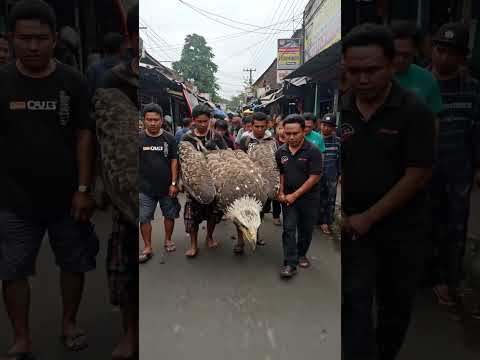 Evakuasi Elang yang Jatuh oleh Warga❓ #shorts #ytshorts #shortvideo #ai #aivideo #eagle #viral #fyp