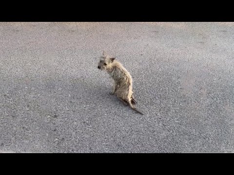 His Efforts to Survive on the Harsh Streets Gave Him a Wonderfully Happy Life