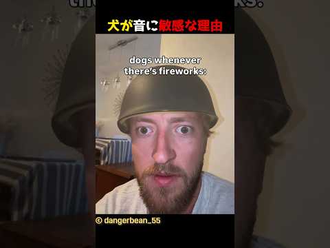 犬が音に敏感な理由