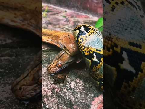 Serpiente COBRA Cazando A Una PITÓN 🐍