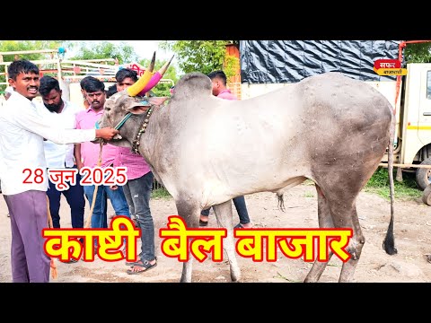 June 28, 2025|| बैल बाजार काष्टीचा || शनिवार चा बैल बाजार ||  आषाढी वारी मुळे बाजार रेट पडले