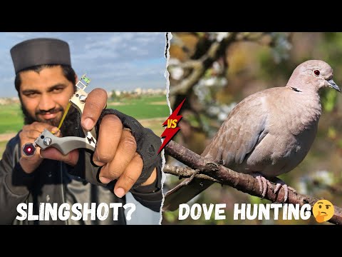 Can Catapult/Slingshot Hunt Dove❓️