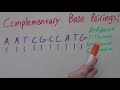 DNA Structure and Base Pairing