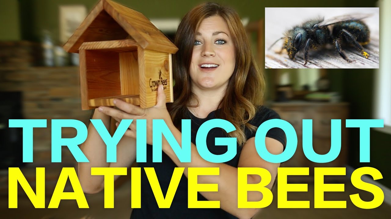 Trying Out Native Bees #99