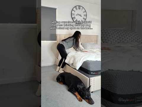 Getting a king size mattress from @laylasleep thinking I was going to get my spot ๐ฅฒ #doberman