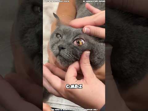Her Kedi Sahibinin Kiraz Gözü Hakkında Bilmesi Gerekenler 🐱📖 #shortvideo #reels