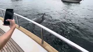 Going whale watching