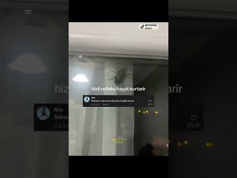 Ufak Bir Böcek Ev Ziyaretine Gelmiş 😂