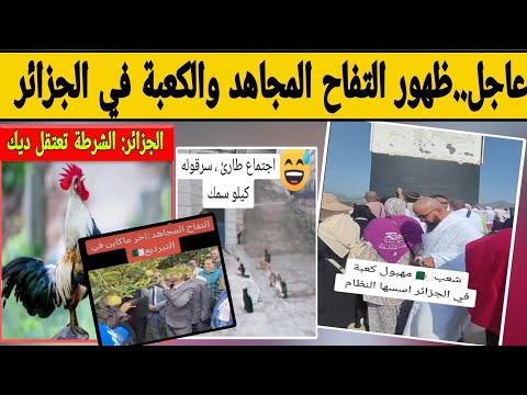 في الجزائر اعتقال ديك من طرف أمن شنقريحة ؟! وظهور التفاحة المجاهدة !