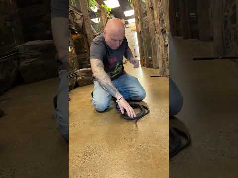 Almost Bitten By Venomous Snake ?