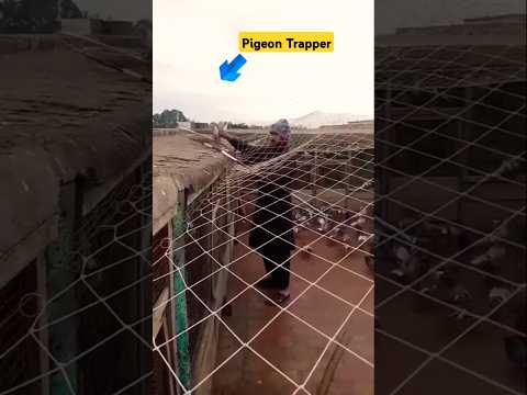 Jaal ke baher kabutar pakra #shorts #pigeontrap #pigeon