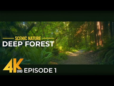 4K In the Forest - Episode 1- Immersive Wild Nature with Authentic Sounds (Anamorphic, Cinematic)